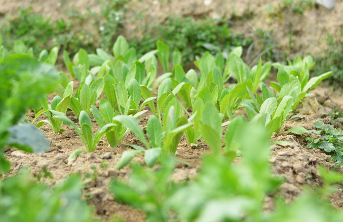 茼蒿菜菜苗