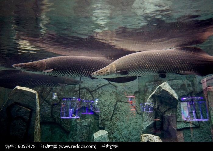 红动网提供水中动物精美高清图片下载,您当前访问图片主题是海里观赏鱼,编号是6057478, 文件格式是JPG,拍摄设备是ILCE-6000,您下载的是一个压缩包文件,请解压后再使用看图软件打开,色彩模式是,图片像素是6000*4000像素,素材大小 是14.22 MB,如果您喜欢本作品,请使用上方的分享功能,分享给您的朋友,可以给他们的设计工作带来便利。