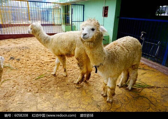 草泥马图片
