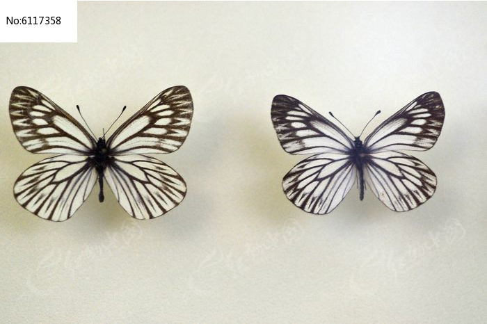 锯纹绢粉蝶