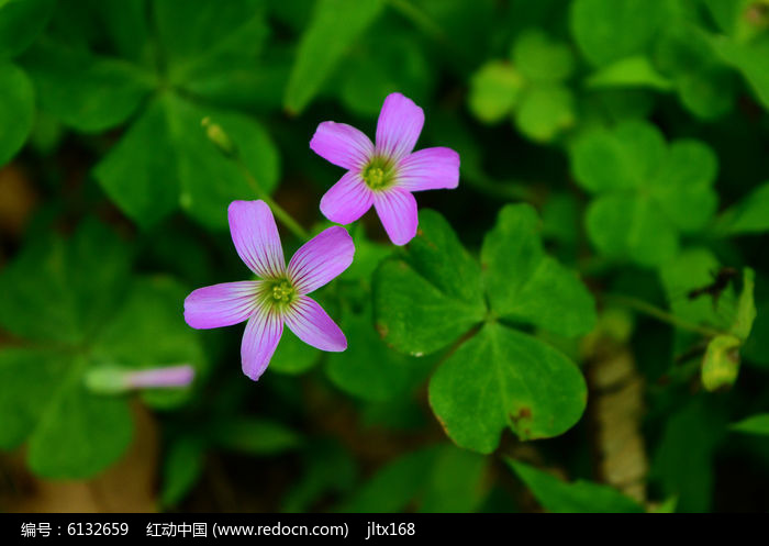 粉红色花瓣的花