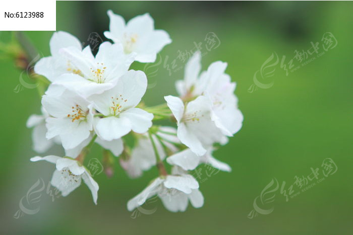 樱花 壁纸 素材/樱花壁纸 樱花花朵特写 樱花花瓣樱花花蕊 樱花簇