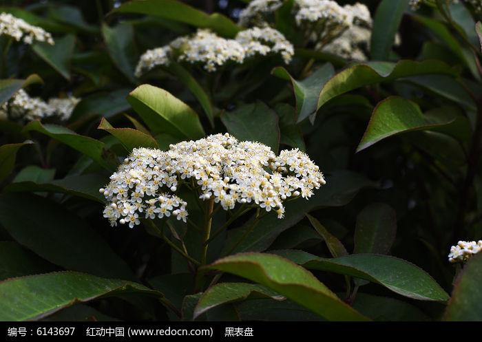 原创摄影图 动物植物 花卉花草 白色小碎花