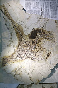 中侏罗世赫氏近鸟龙化石