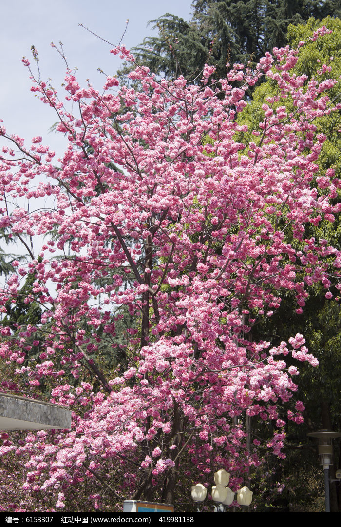 一株粉色海棠花