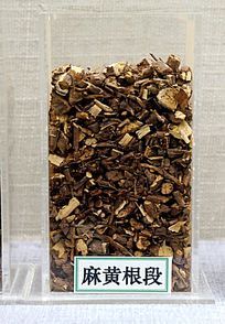 中药材麻黄根