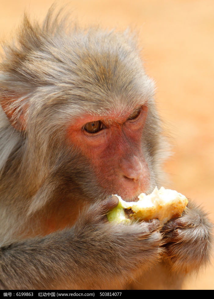 吃水果的猴子高清图片下载_红动中国