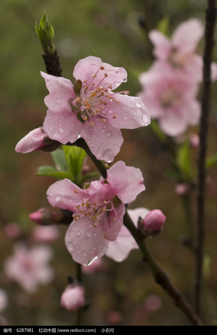 下雨后桃花