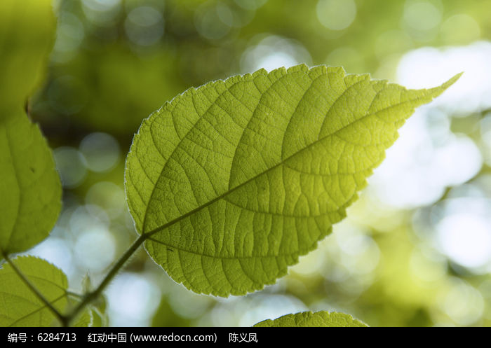 原创摄影图 动物植物 树木枝叶 一片黄绿色的叶子