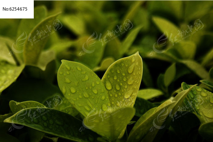 当前位置: 原创摄影图 动物植物 树木枝叶 雨露新叶