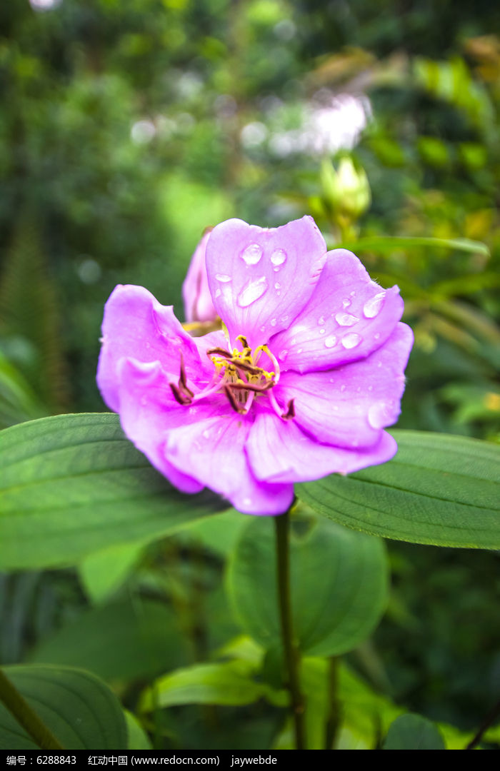 雨后的花朵