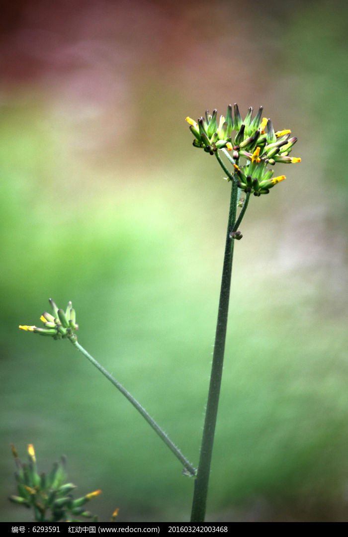 苦菜花