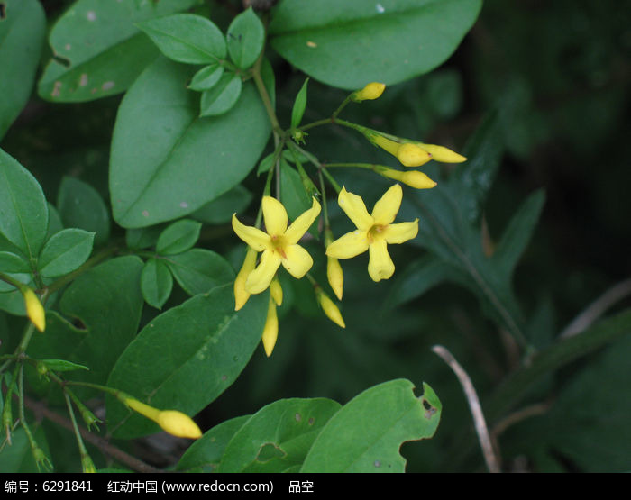 探春花