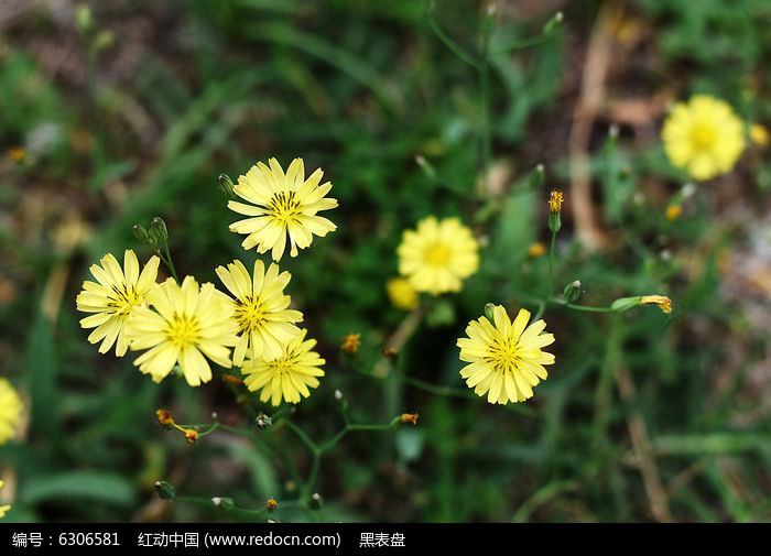 黄色小野菊