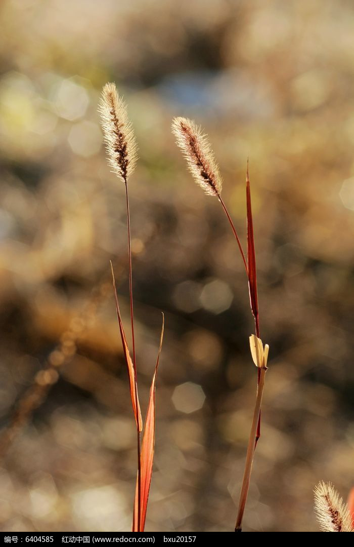 狗尾巴草