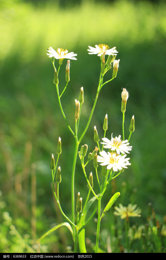 苦麻菜