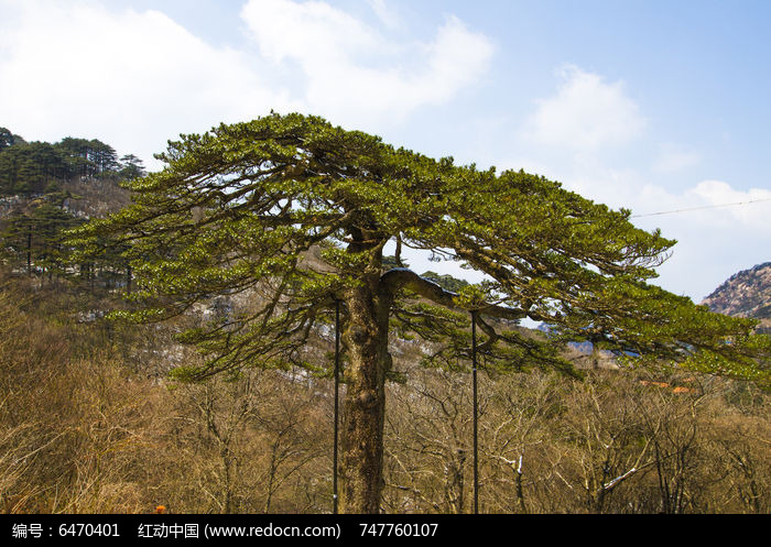 黄山黑虎松