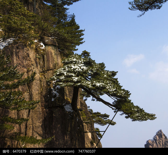 黄山探海松