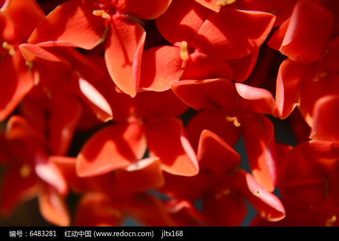 鲜艳的红色花朵