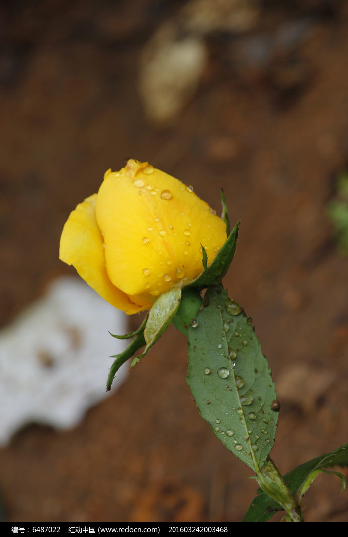 黄色月季花苞