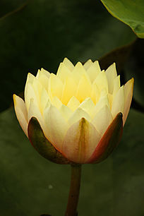 张开的莲花