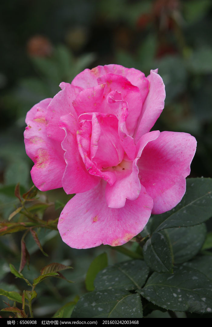粉色月季花