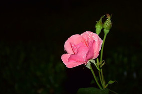 红色的孤独的花朵