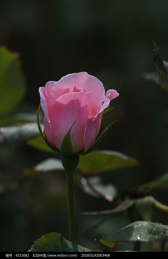 阳光下的粉月季花