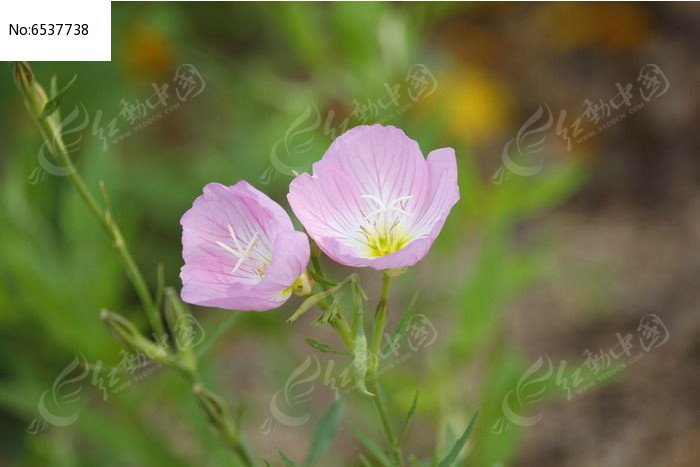 双开粉花月见草花