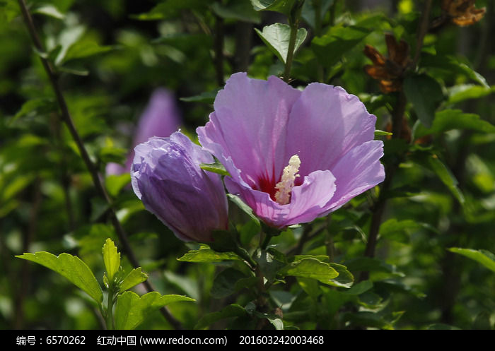 紫木槿花