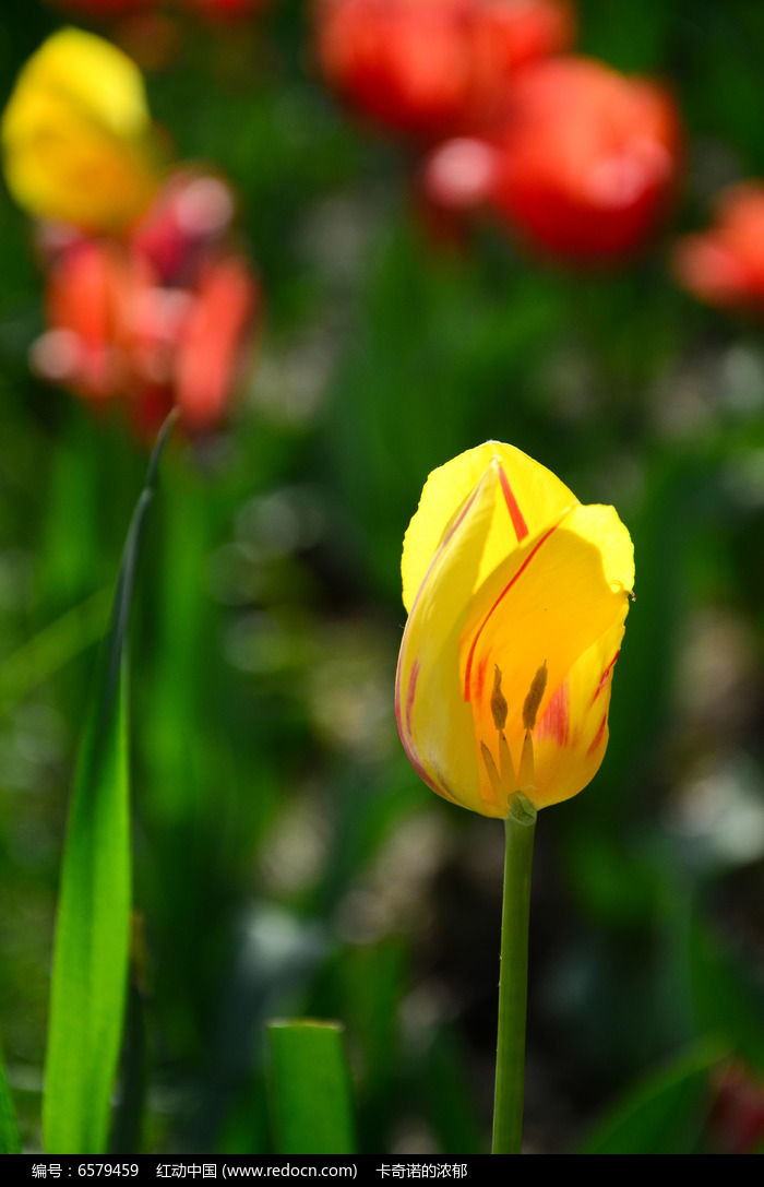 郁金香花蕊