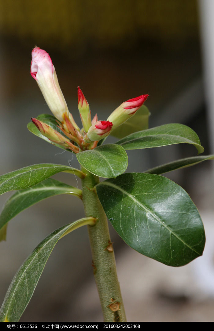 山茶花花苞图片