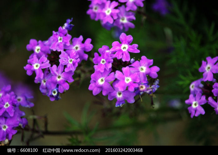 原创摄影图 动物植物 花卉花草 紫色蓝香芥花