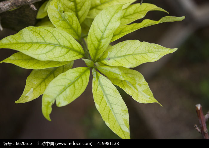 素材描述:红动网提供花卉花草精美高清图片下载,您当前访问图片主题是翠绿的植物叶子,编号是6620613, 文件格式是JPG,拍摄设备是Canon EOS 500D,您下载的是一个压缩包文件,请解压后再使用看图软件打开,色彩模式是RGB,图片像素是4752*3168像素,素材大小 是7.79 MB。