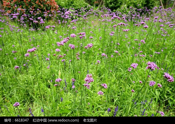 薰衣草开花