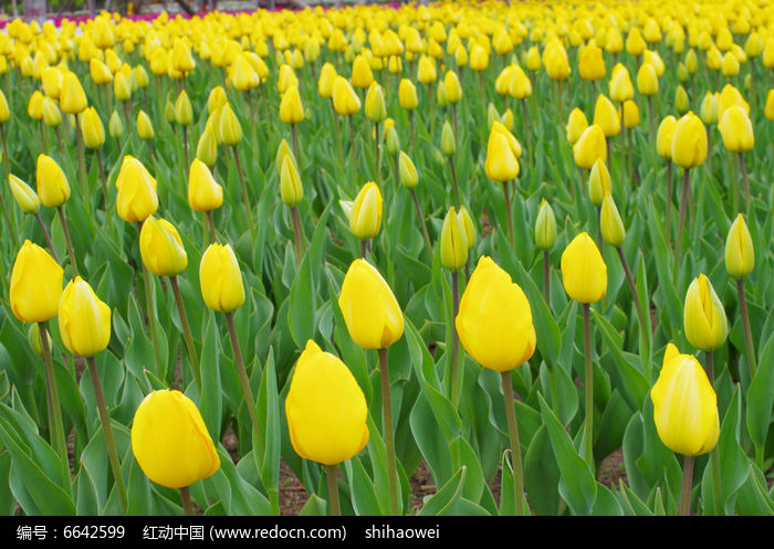 郁金香花海