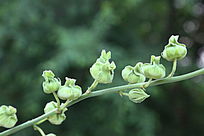 含苞待放的芙蓉花花苞花蕾