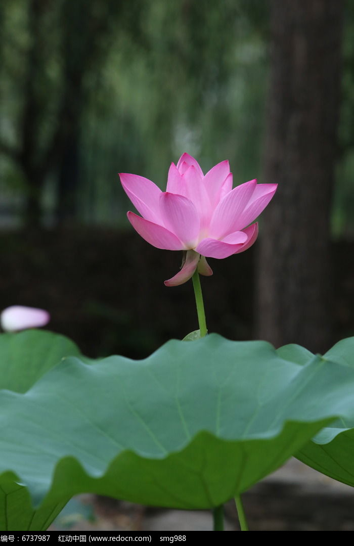 深色背景拍摄绽放的荷花