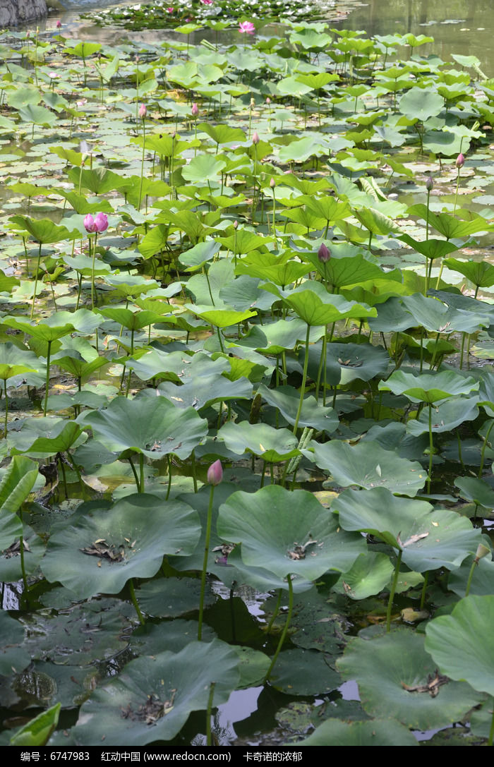 荷花池