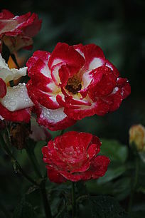 红月季花