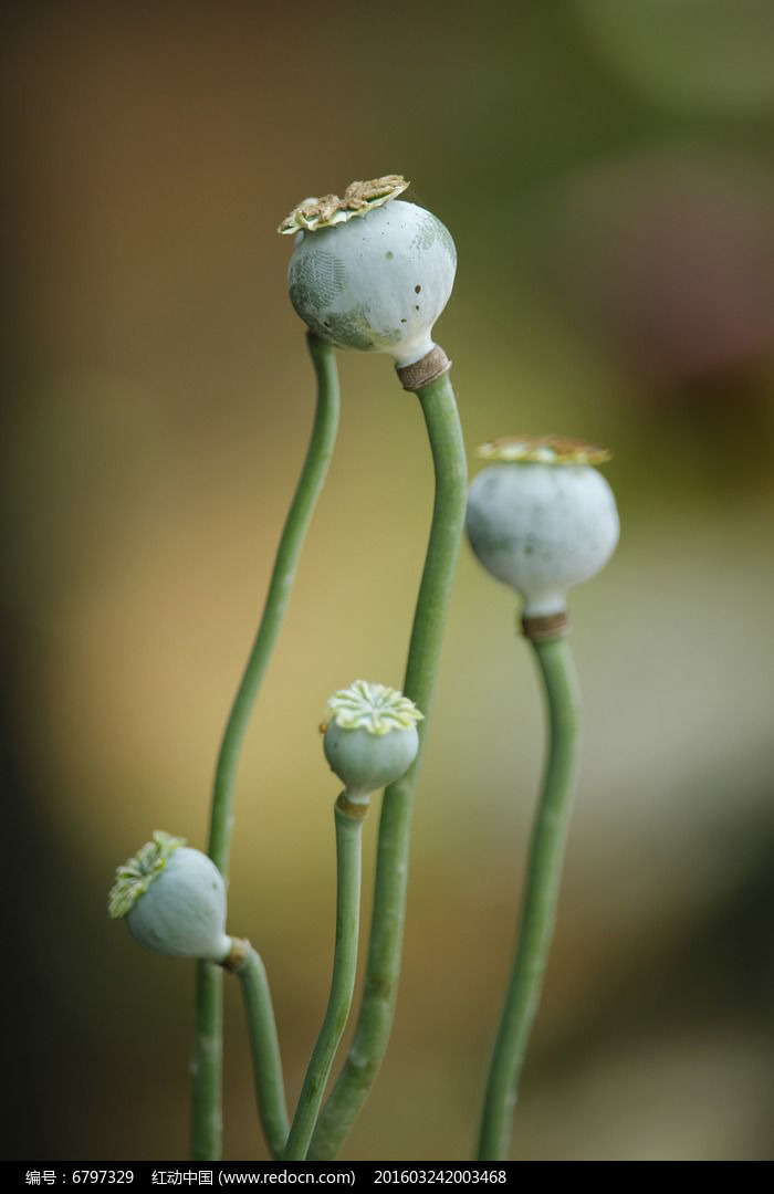 大烟葫芦