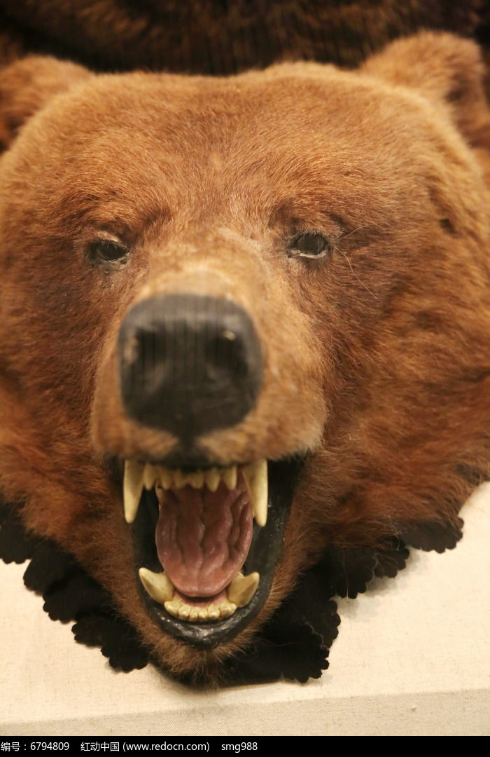 棕熊头部标本