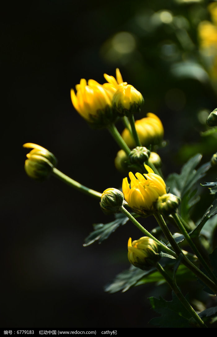 菊花风景图片,高清大图_花卉花草素材