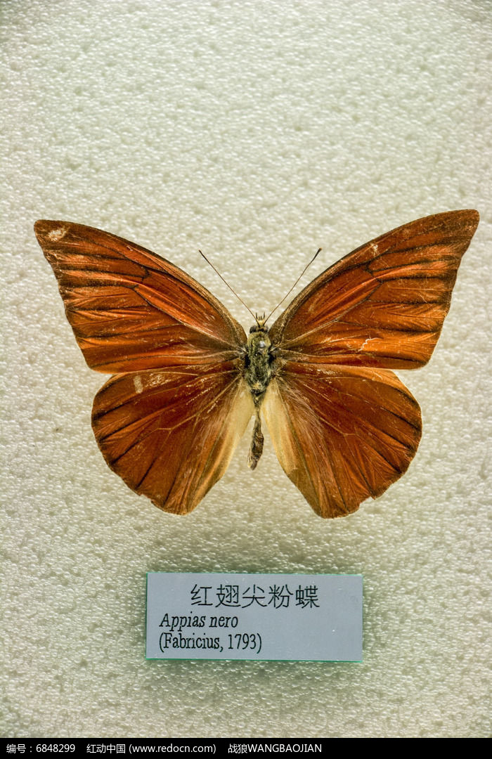 红翅尖粉蝶