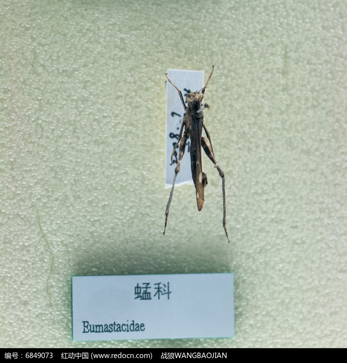 蜢科