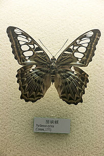 蝴蝶标本拟缕蛱蝶