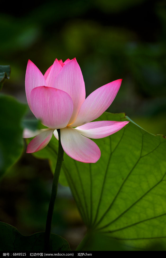 原创摄影图 动物植物 花卉花草 单瓣红莲花风景图片  素材描述:红动网