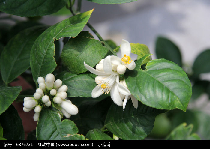 柠檬的花朵