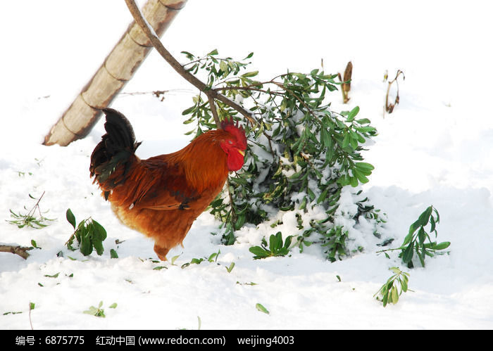 雪地里睡觉的鸡