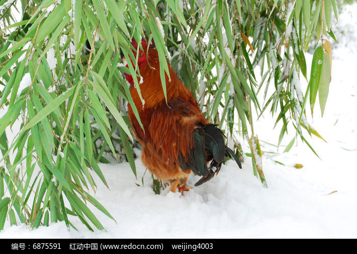 雪景竹叶下的鸡